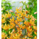 Лілія Пепард Голд