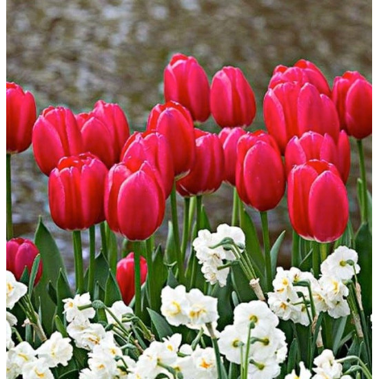 Тюльпан Чери Дилайт (3 шт в пачке)