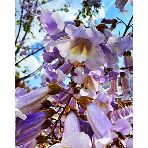 Павловния Райский уголок