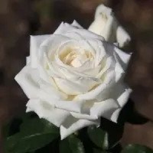 Роза Штамбова Боинг