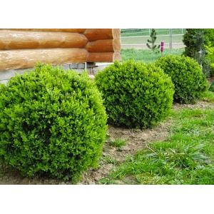 Самшит Буксус