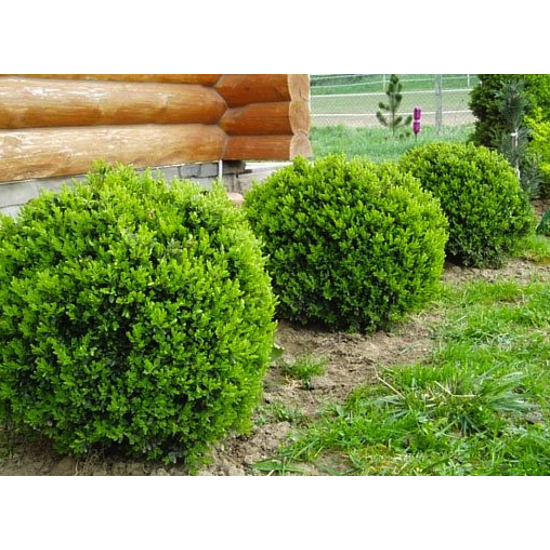 Самшит Буксус
