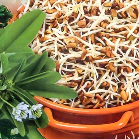 Грибна трава (насіння 1,0 г)