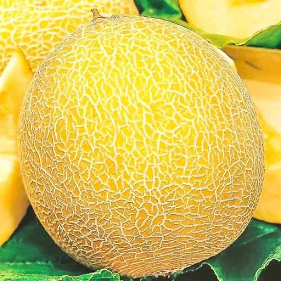 Диня Леся (насіння 2 г)