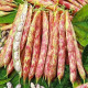 Квасоля кущова Ластівка (насіння 30 г)