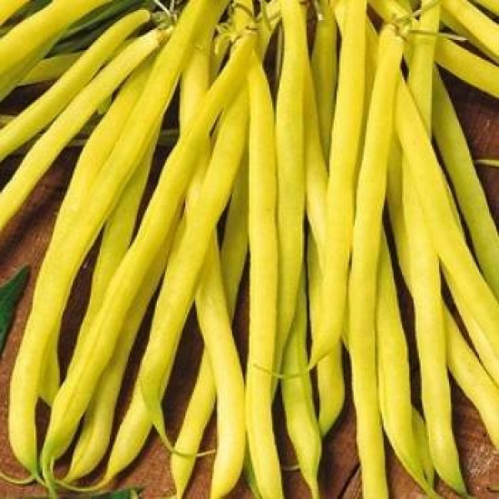 Квасоля кущова Мавка (насіння 30 г)