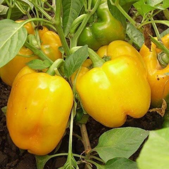 Перець Асті жовтий (насіння 0,3 г)