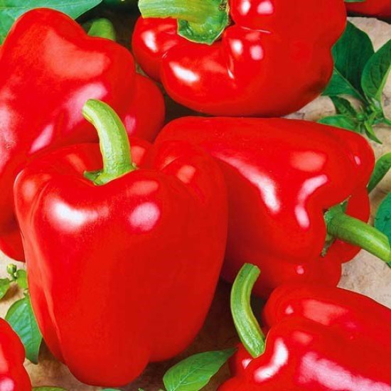 Перец Асти красный (семена 0,3 г)
