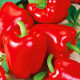 Перец Асти красный (семена 0,3 г)