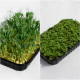 Набор Микрогрин горошек + кресс-салат