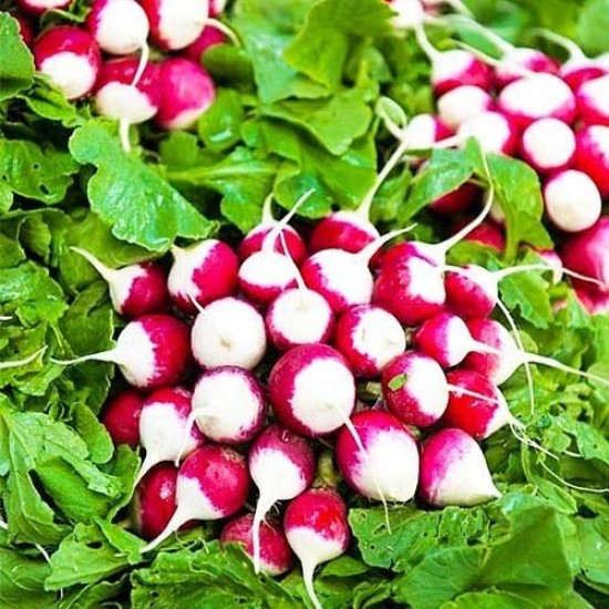 Редис Краковянка (насіння 3 г)