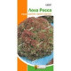 Салат Лола Росса (семена 1,0 г)