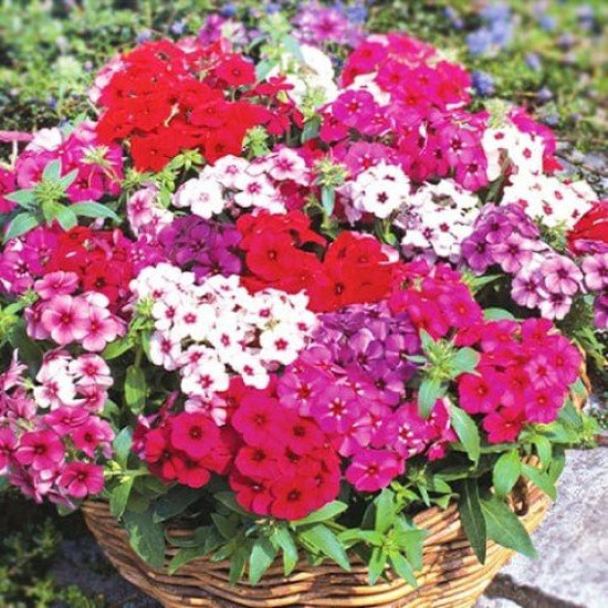 Флокс друмонді Вогняна куля, суміш (насіння 0,2 г)