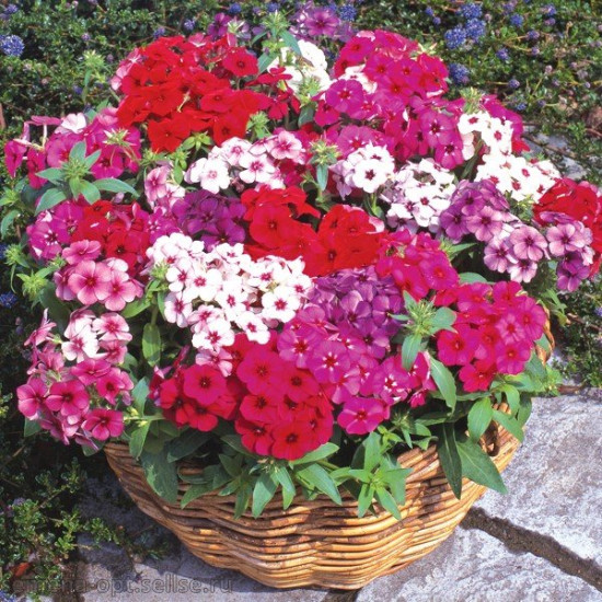 Флокс друмонді Вогняна куля, суміш (насіння 0,2 г)