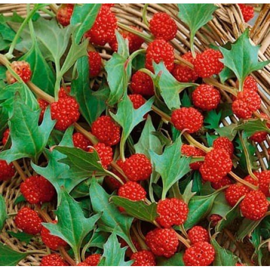 Шпинат Полуничний, (насіння 0,1 г)