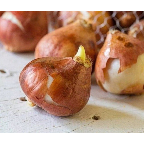 Тюльпан Тако (3 шт в упаковці)