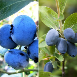 Комплект из двух ягодных растений в горшках Блю Хистори