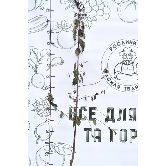 Слива Топ гігант