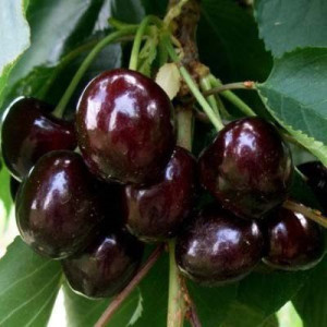 Черешня Французская черная