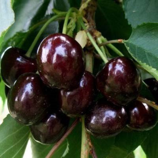 Черешня Французская черная