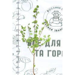 Абрикос Ананасный