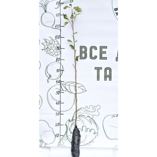 Яблуня Налив рожевий