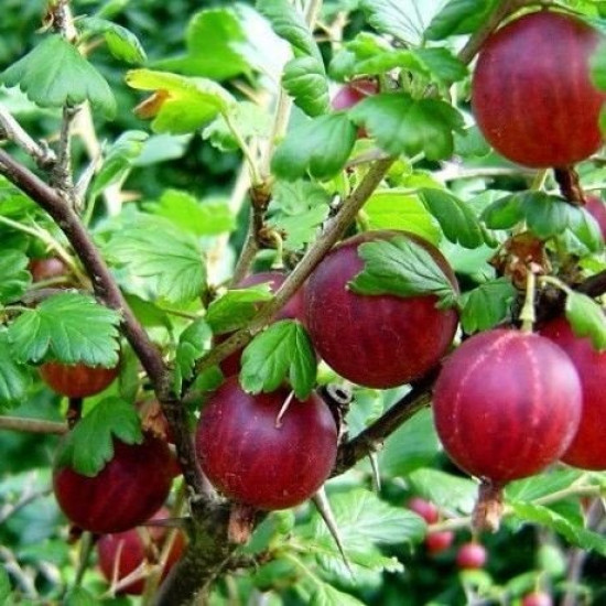 Аґрус Високий Замок