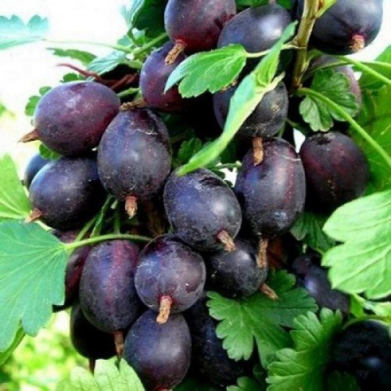 Аґрус Чорна капля