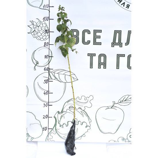 Малина Каскад Делайт (ремонтантний сорт)