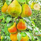 Груша колоновидна Декора