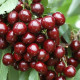 Черешня колоновидна Квін Мері